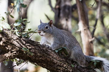 Naklejka na ściany i meble silver - gray squirrel