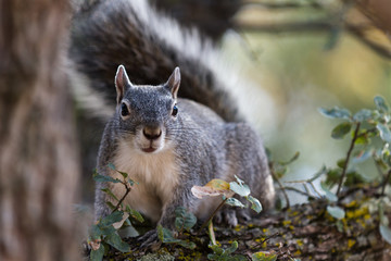 silver - gray squirrel