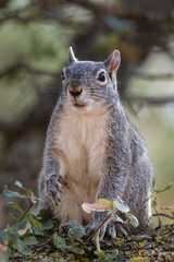 Naklejka na ściany i meble silver - gray squirrel