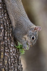 silver - gray squirrel