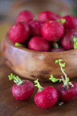 harvest of ripe radish.