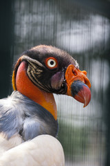 Mooi portret van een koningsgier. © photoPepp