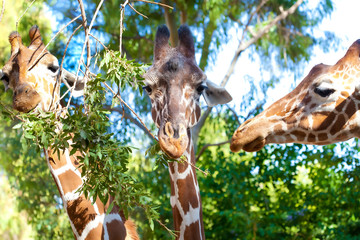 Portrait of three giraffes