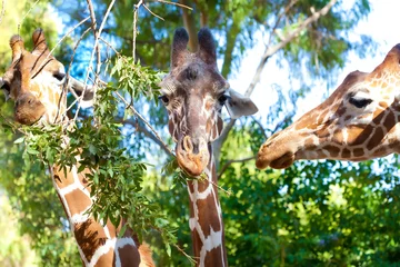 Photo sur Plexiglas Girafe Portrait de trois girafes