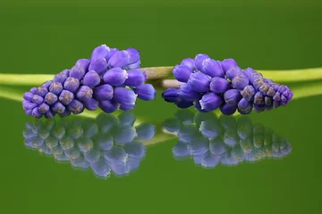 Fototapeten zwei blaue Trauben auf einem reflektierenden grünen Hintergrund © Hennie36