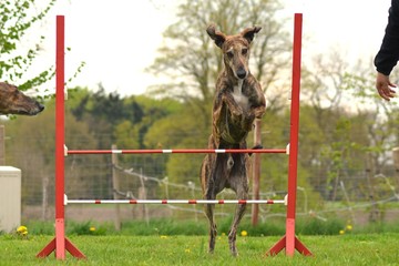 Galgo springt über Hürde