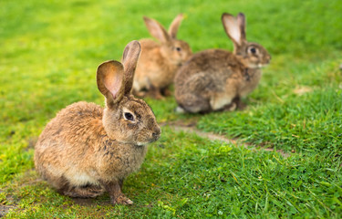 Naklejka na ściany i meble Rabbits on grass. Animal composition
