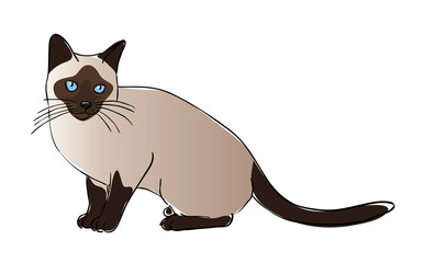Siam cat
