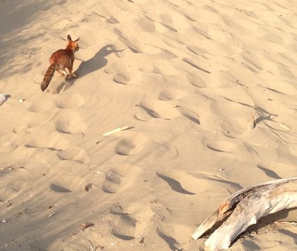 volpe in spiaggia