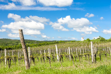 Fototapeta premium spring vineyard near Hnanice, Southern Moravia, Czech Republic