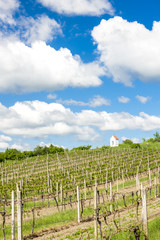 Fototapeta na wymiar spring vineyard near Hnanice, Southern Moravia, Czech Republic