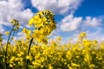Rapsblüte