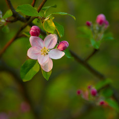 Branch of a blossoming tree with beautiful pink flowers