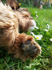 Fototapeta premium Pfote eines Hundes