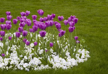 Photo sur Plexiglas Pansies Tulipes et pensées