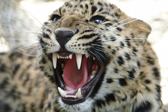 Portrait of Amur Leopard