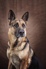Portrait of a German Shepherd