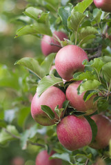 red apples on a branch
