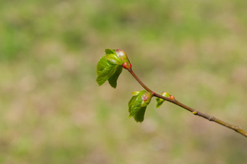 Start of new leaf opening on a small linden branch