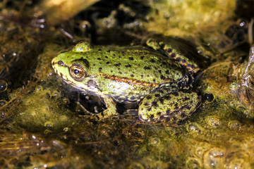 Teichfrosch im Wasser