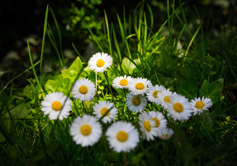 Gänseblümchen © pixelklex