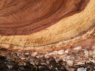 texture of wood for furniture making