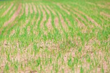 Field with sprouts of corn. Early springtime.