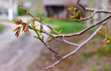 The branch of blossoming walnut