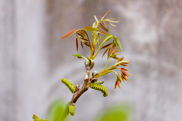 The branch of blossoming walnut