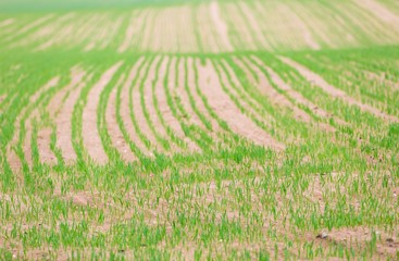 Field with sprouts of corn. Early springtime.