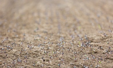 Sprouts of buckwheat