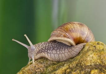 lumaca, chiocciola, su pietra fondo verde