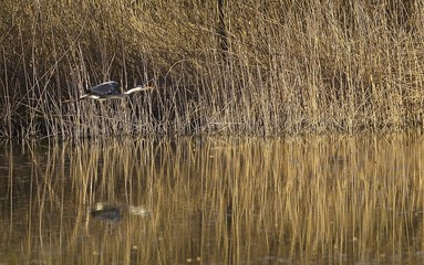 palude Brabbia con volo di airone