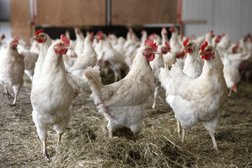 chickens walking around in barn