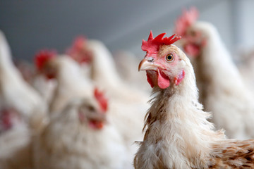 portrait of an organic chicken
