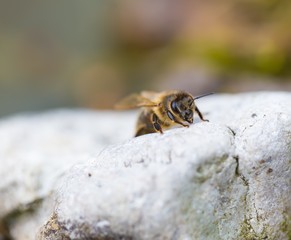 Honeybee resting on stone. Macro of insect