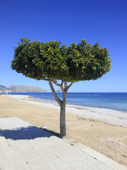 Tree on the sandy beach on the Mediterranean coast of Spain