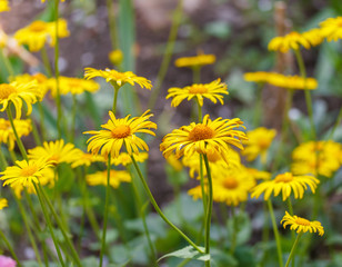 yellow daisies in the garden