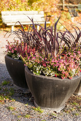 autumn plants
