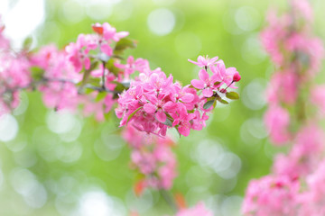 Red blossom tree blooming in spring season