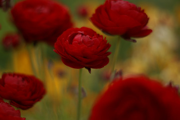 Fototapeta premium Red Ranunculus