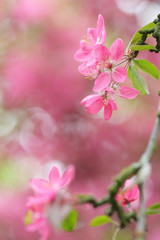 Red blossom tree blooming in spring season