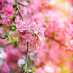 Red blossom tree blooming in spring season