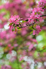 Red blooming tree in spring season detail