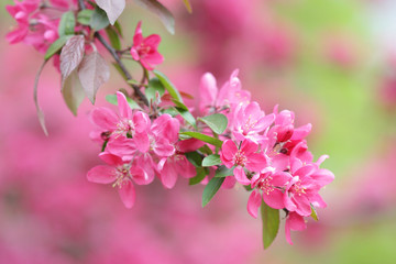 Red blooming tree in spring season detail
