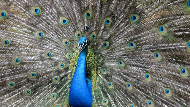 Pfau schl&auml;gt Rad