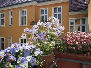 Fototapeta na wymiar blühende Balkonpflanzen im Dachgeschoss