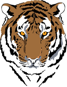 tiger head in color interpretation 6