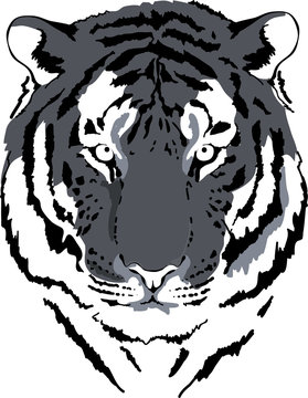 tiger head in grey interpretation 4