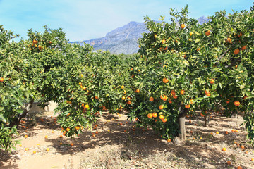 Fototapeta na wymiar Orange groves Altea Spain